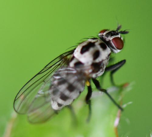 Réf. 255 242 : Anthomyia pluvialis